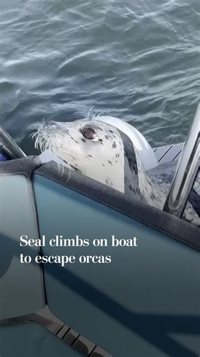 221K views · 2.4K reactions | A harbor seal narrowly escaped a group of orcas by climbing aboard a boat rented by amateur wildlife photographer Charvet Drucker off Camano Island in Washington. | Washington Post | Facebook