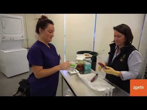 How To: Equine BMA & CenTrate