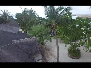 How to relocate a 2.5 ton coconut palm tree in 59 seconds