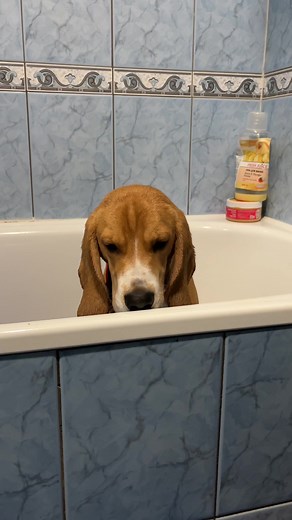 Playful Beagle Puppy in a Bathtub