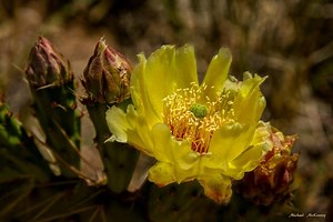 Prickly Pear Cactus Are Beloved Plants in the Desert Southwest