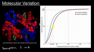 Molecular variation
