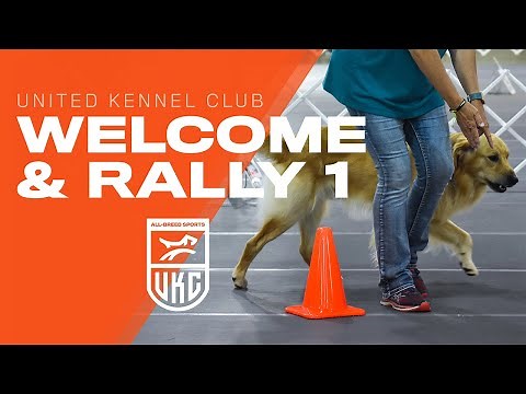 Learn the Beginner Rally Obedience Exercises | UKC Rally Obedience