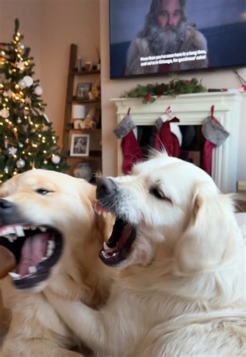 Life with Two Golden Retrievers During Christmas