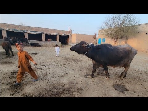 Village life video | Village cattle farming | Chacha Bhatija