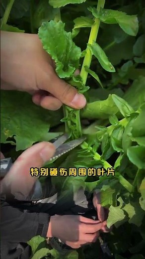 How to Pick Radish Tips & Planting Tips for Beginners