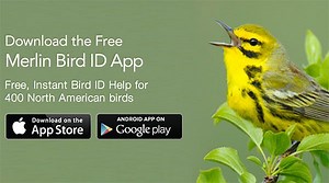 It's Here: Free Merlin Bird ID App Now Available for Android