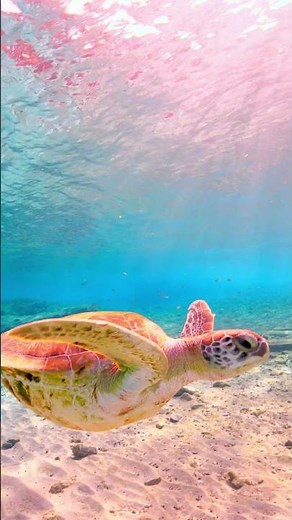 WILDLIFE HDR VIDEO #dolbyvision #12k