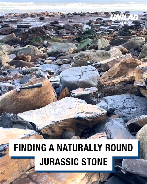 Check out this amazing fossil! 🐚 | UNILAD Tech