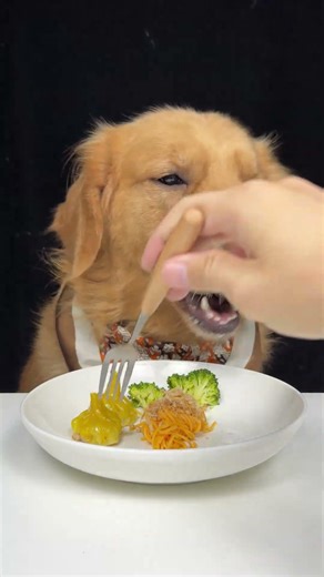 This Dish Went Off Script. Golden Retriever. Cute Pet Debut Plan