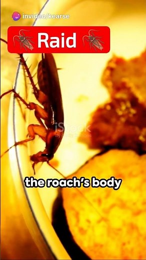 How does Raid work? Raid vs Roaches