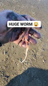 These Milky Ribbon Worms prey on soft shell clams. I found this while harvesting bloodworms 🪱 #outdoors #ocean #nature #mud #huge #viral | Wayne Bishko
