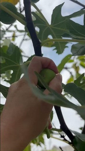 #harvesting #fig#2025年10月17日