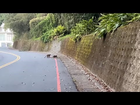 Encountering Wild Monkeys at Sun Moon Lake, Taiwan