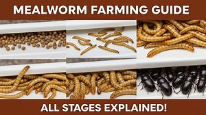 4.8K views · 52 reactions | How to Start Mealworm Farming at Home in...