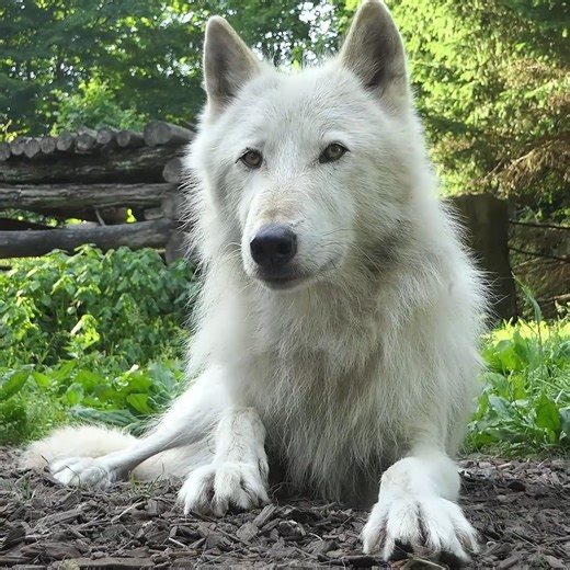 Moments spent with Nikai make everything seem better ❤️ | Wolf Conservation Center