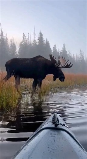 Filmed from a shaky kayak, a massive bull moose steps out of the fog onto the lake’s edge. The water ripples with every move as it wades closer. When it suddenly splashes into deeper water toward the boat, the camera almost goes under. #wildlife #moose #lake #nature #kayak #realdanger #shorts | Wild Animal Encounters