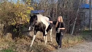 Horse mating 4k | horse mating videos | horse mating race | horse mating girl | horse