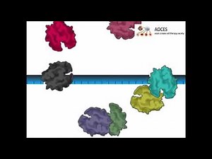 An Introduction to Cell Death