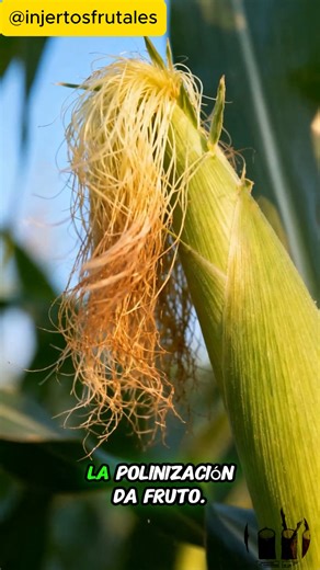 🌽✨ De la semilla a la vida: siembra de maíz paso a paso ✨🌽 Hoy te mostramos cómo comienza uno de los cultivos más importantes del mundo 🌍💚 🔸 Selecciona semillas sanas y de buena calidad 🔸 Prepara la tierra, suelta y rica en nutrientes 🔸 Siembra a la profundidad adecuada (3-5 cm) 🔸 Mantén un riego constante sin encharcar 🔸 Dale espacio para crecer fuerte y sano El maíz no solo alimenta, también representa esfuerzo, paciencia y conexión con la tierra 🌱 📌 Recuerda: sembrar en la fase lun