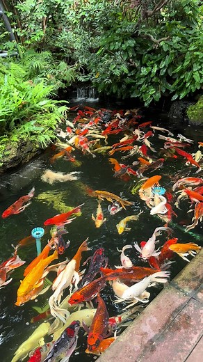 คาเฟ่ปลาคาร์ฟแห่งใหม่ที่คุณต้องไม่พลาด
