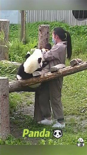 Panda 🐼 so cute 🥰#panda #pandas #love #funny #cute #animals #kungfupanda