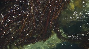 The Rainbow Bridge - Channel Islands National Park (U.S. National Park Service)