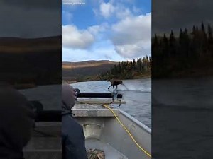 Watching a moose running on water.