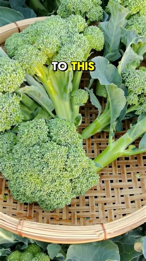 Harvest Time: Embracing Gardening for a Healthy Lifestyle