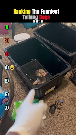 These Dogs Have A LOT To Say #shorts