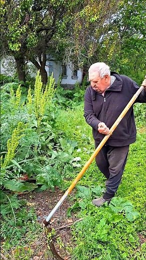Morning Grass Cutting with a Scythe #diy #scythe #grasscutting #villagelife #homestead #outdoorwork