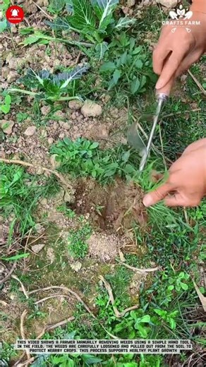 Manual Weeding: Hand Tool Weed Removal Around Vegetable Crops