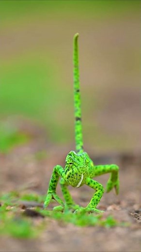 Chameleons change colour to match their mood, not their surroundings 🦎 #Shorts #Chameleon