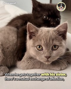 Brown-haired kittens are rarer, and extremely beautiful. 🤩 | House of tricks