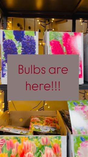 🌷BULBS ARE HERE!!🌷 🪻Now’s the time to think spring!! We have a large selection of bulbs in stock, perfect for fall planting! #tulips #Hyacinth #camassia #narcissus #anemomes #allium #flowers #bulbs | Crab Creek Gardens