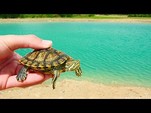 Introducing the Baby Turtles to the New Ponds!