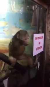 Watch Monkey Caught Jerking Off Upside Down While Staring At Zoo Guests | Streamable