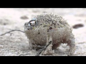 Desert Rain Frog War Cry