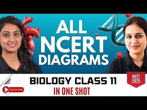 All NCERT Diagrams in One Shot | NEET Biology | Class 11 | NEET 2025
