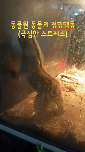 실내동물원에서 극심한 스트레스로 반복적인 행위를 하는 전형적인 정형행동. #실내동물원 #동물원반대 #정형행동 #동물원 #동물 #shorts