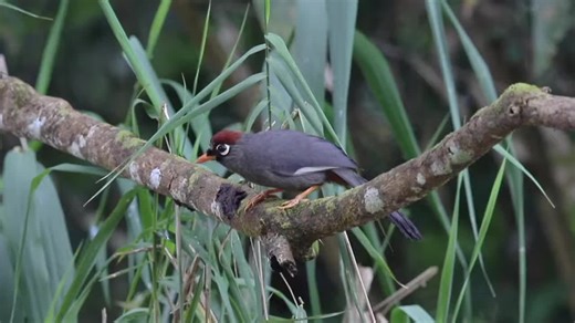 Poksay Mandarin: Amazing Bird Sounds Compilation