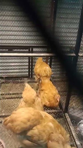 🐔🐔Hilarious Chicken Moments You Can’t Miss | Funny Chickens in Action – Chicken Comedy Compilation