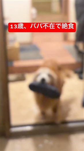 13歳。パパ不在で絶食した犬。再会の瞬間に号泣…#shorts #goldenretriever #犬#ゴールデンレトリバー #ミント君