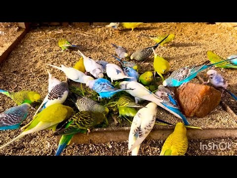 Budgies Breeding Season 🐦💚 | Natural Budgie Breeding Sounds