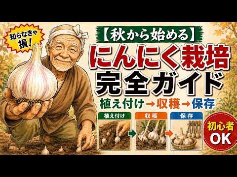 【秋から始める】にんにく栽培の完全ガイド｜植え付けから収穫・保存まで、初心者にもやさしく解説