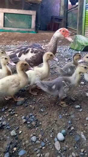 🐥💛✨🌈🎶 Cute Duck Moments Full of Love! #duck #ducklingspro #funny #animals #pets #duckling