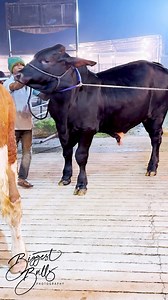 154K views · 744 reactions | Brahman x Holstein yearling bull | Biggest Bulls Photography | Facebook