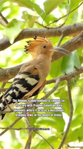 Hoopoe & King Solomon (Prophet Suleiman) #worldwithmaria #hoopoe #birdsong #birdsounds #birdsinging