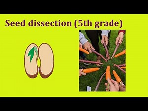 Seed Dissection 5th Grade Lesson with Farmer Erin and Ms. Annalane (Service Members in Michigan)