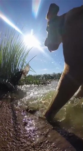 Hawk Attacks Ducklings… Dog Jumps In at the Last Second! 😱 #animalrescue #wildlife #animalstory